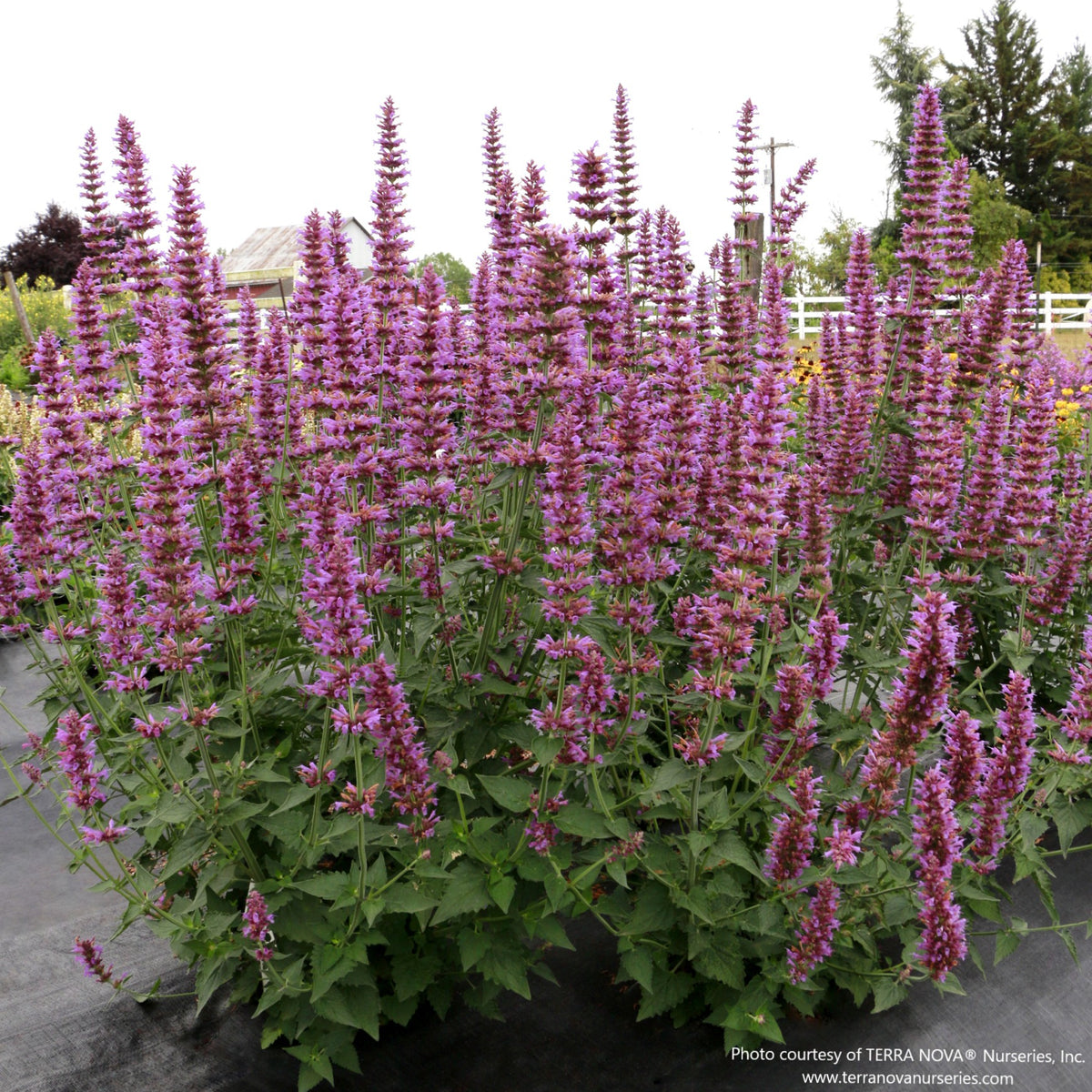 Almanac Planting Co: Agastache ‘Prince’s Plume’ growing in a garden bed, displaying an upright habit with dense, vertical flower plumes attractive to pollinators.
