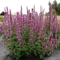Almanac Planting Co: Agastache ‘Prince’s Plume’ growing in a garden bed, displaying an upright habit with dense, vertical flower plumes attractive to pollinators.