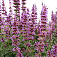 Almanac Planting Co: Agastache ‘Prince’s Plume’ in full bloom, showing tall lavender-violet flower spikes rising above aromatic green foliage in a sunny garden.