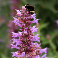 Almanac Planting Co: Close-up of Agastache ‘Prince’s Plume’ flower spikes, highlighting layered lavender-violet blooms and fine floral texture.