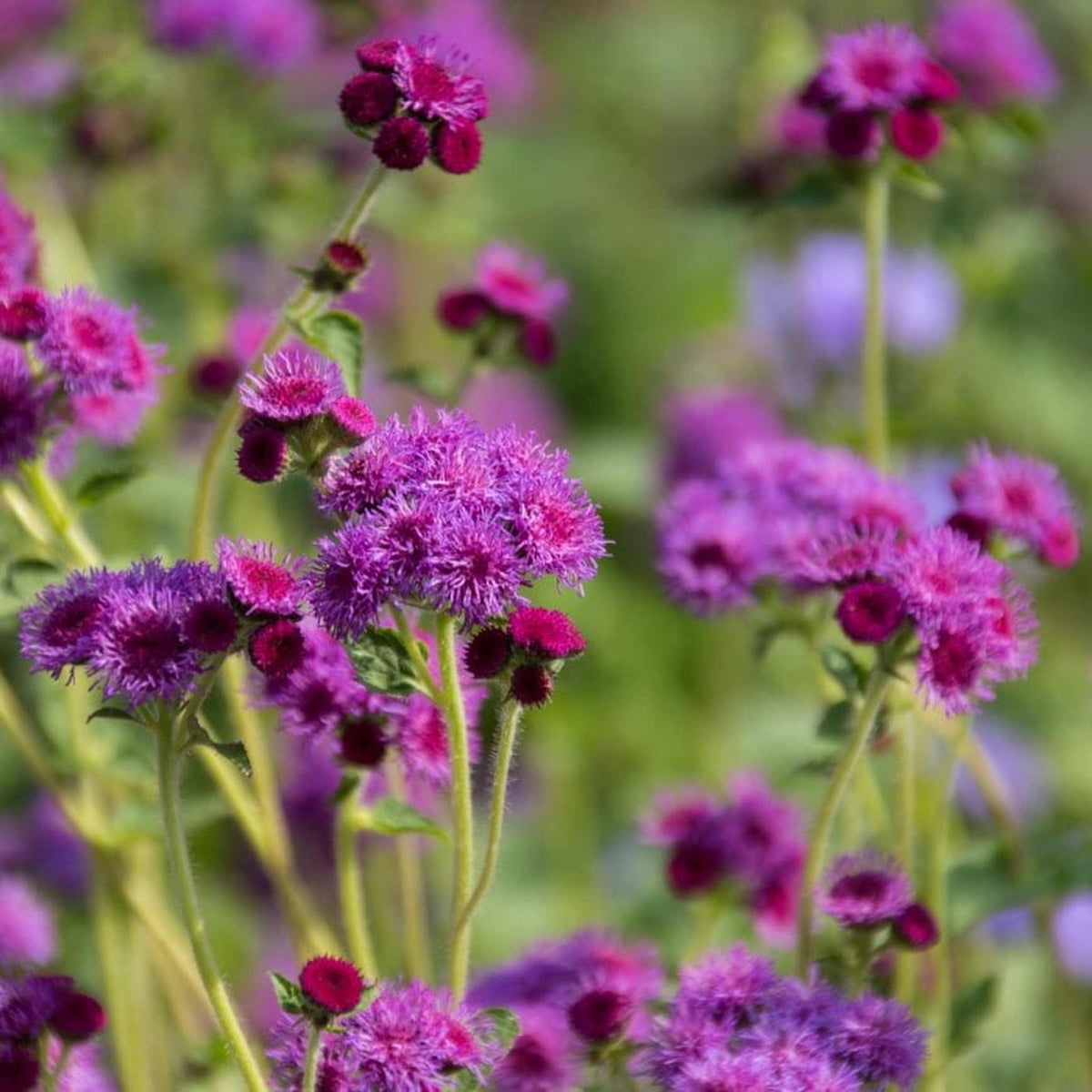 Almanac Planting Co: Ageratum ‘Red Flint’ plants blooming in sunny garden with rich ruby-red flower clusters