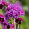 Almanac Planting Co: Ageratum ‘Red Flint’ with clusters of fuzzy red-magenta flowers in full summer bloom