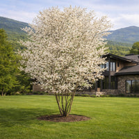 Allegheny Serviceberry