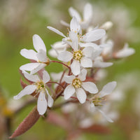 Allegheny Serviceberry