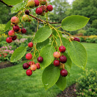 Allegheny Serviceberry