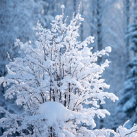 Allegheny Serviceberry