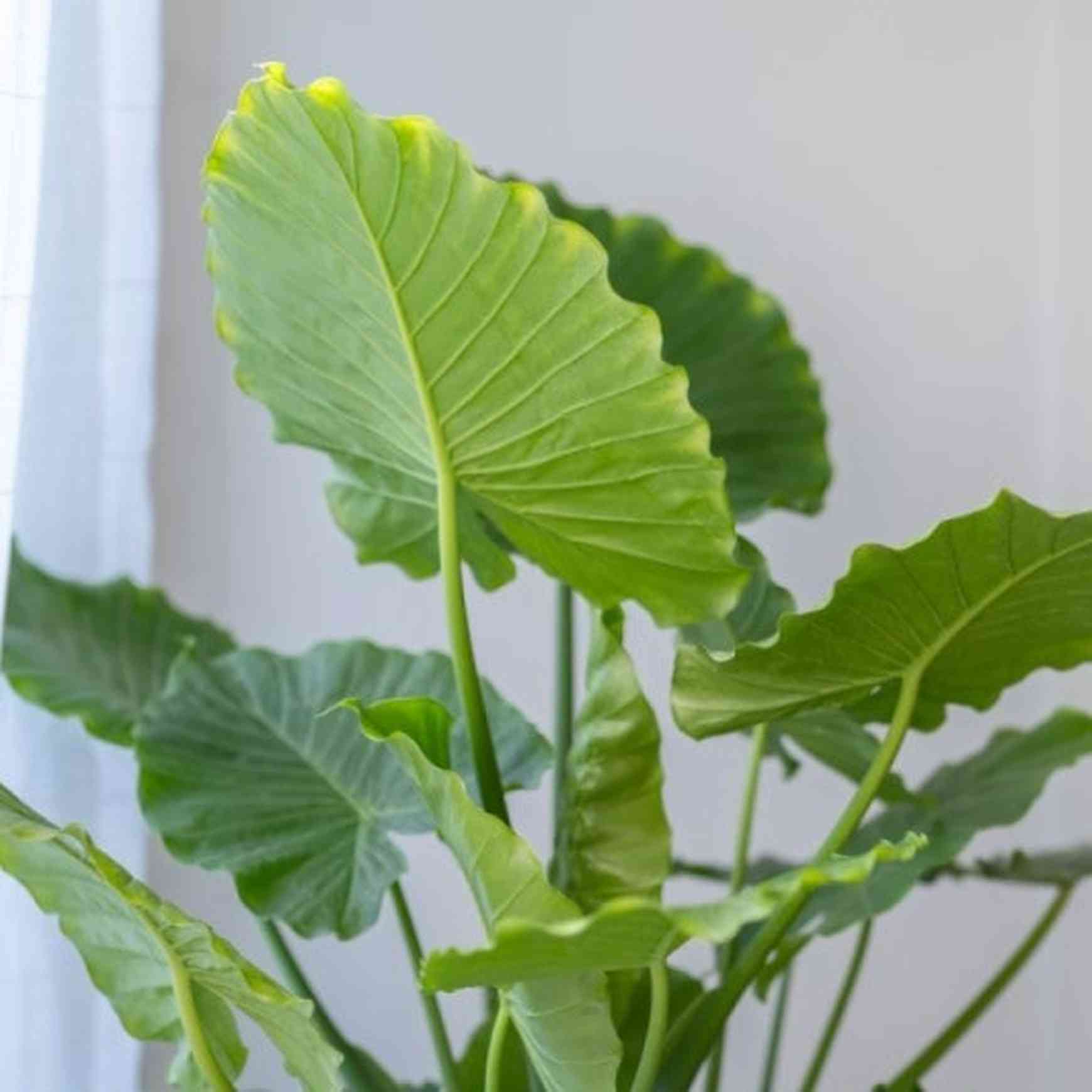 california elephant ear plant care Alocasia gageana 'California'