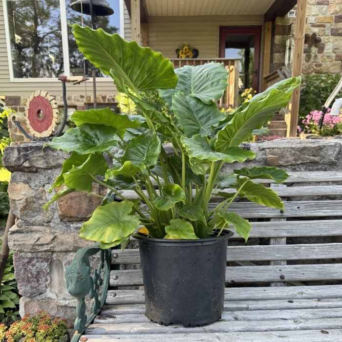 Almanac Planting Co: Alocasia gagaena 'California' in a black pot, displayed on a wooden bench in a rustic outdoor setting. This lush green foliage plant thrives in shaded gardens and makes a perfect addition to any landscape design.
