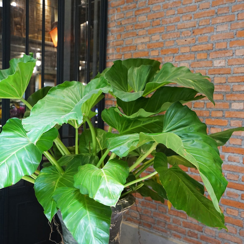 Almanac Planting Co: Alocasia gagaena 'California' (Elephant Ear) plant in a decorative pot placed indoors against a brick wall. The large, vibrant green leaves of this tropical plant are ideal for enhancing indoor spaces with a touch of natural elegance.