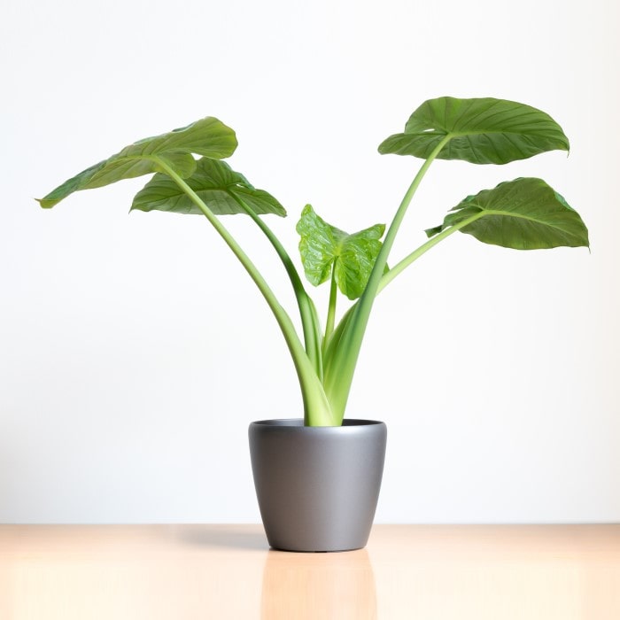 Almanac Planting Co Alocasia gagaena 'California'. A young alocasia planted in a gray grow pot in front of a white background.