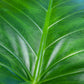 Almanac Planting Co Alocasia gagaena 'California'. A close up image of the variegation on a leaf. 