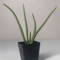 aloe vera plante stell Aloe Vera
