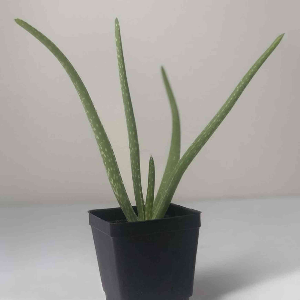 Almanac Planting Co: Mature Aloe Vera houseplant in black container showing upright fleshy leaves