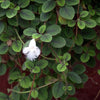 Almanac Planting Co: Lace Flower Vine fuzzy, scalloped foliage with a single white bloom and trailing runners