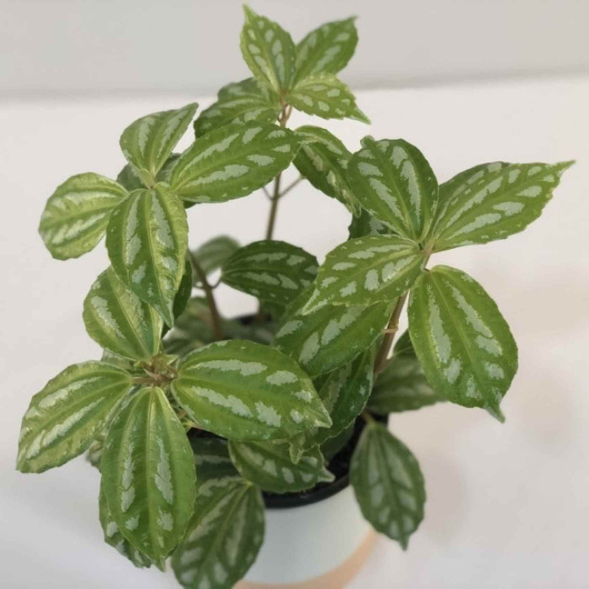 Almanac Planting Co: Aluminum Plant with silvery variegated leaves in a white pot