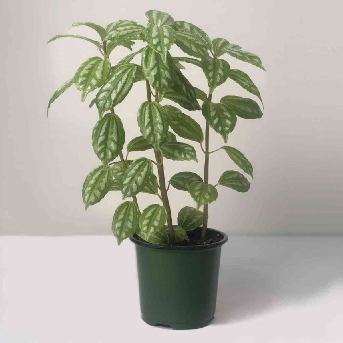 Almanac Planting Co: Healthy Pilea cadierei Aluminum Plant in green nursery pot