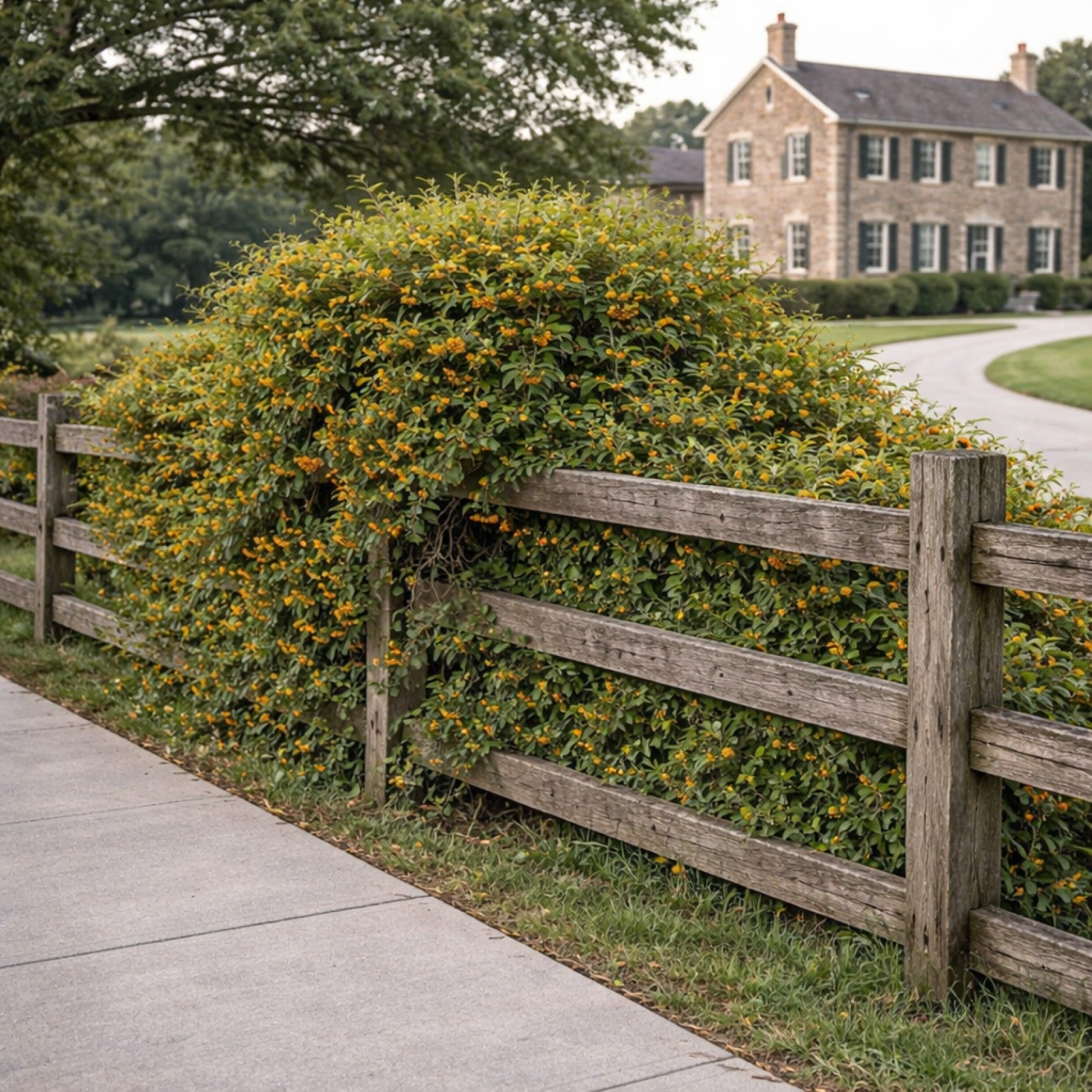 Plants for USDA Zone 6 – Page 9 – Almanac Planting Co