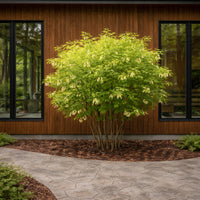 American Bladdernut