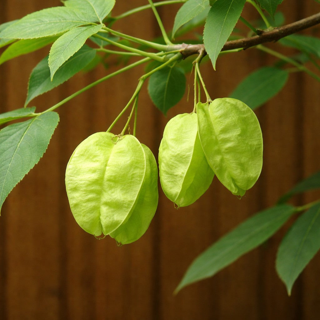 American Bladdernut
