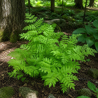 Almanac Planting Co: Mature American Royal Fern clump with broad bright green fronds growing among rocks in a shaded woodland garden