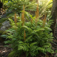 Almanac Planting Co: American Royal Fern with tall rusty fertile fronds rising above green foliage in dappled woodland sunlight