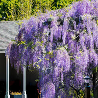 American Wisteria