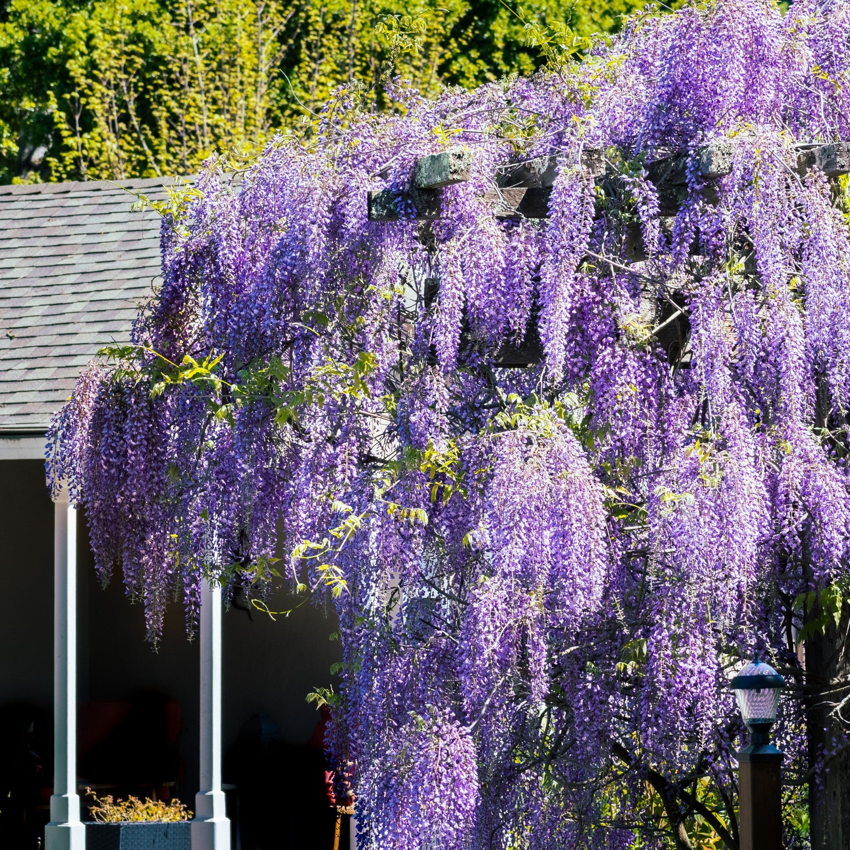 American Wisteria