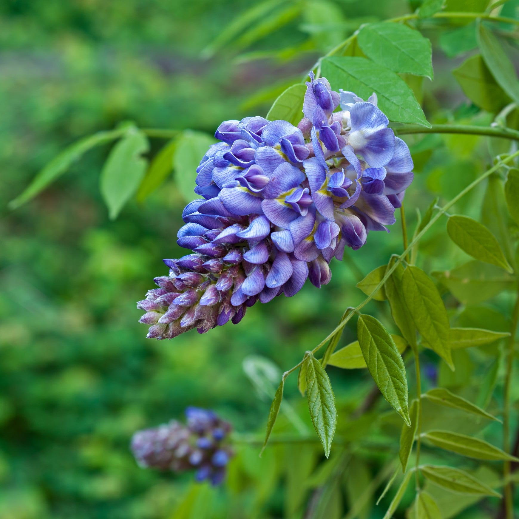 American Wisteria