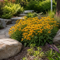 American Gold Rush Black-Eyed Susan