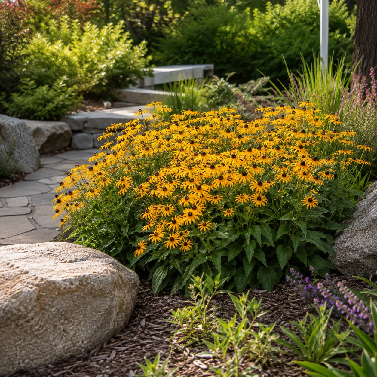 American Gold Rush Black-Eyed Susan