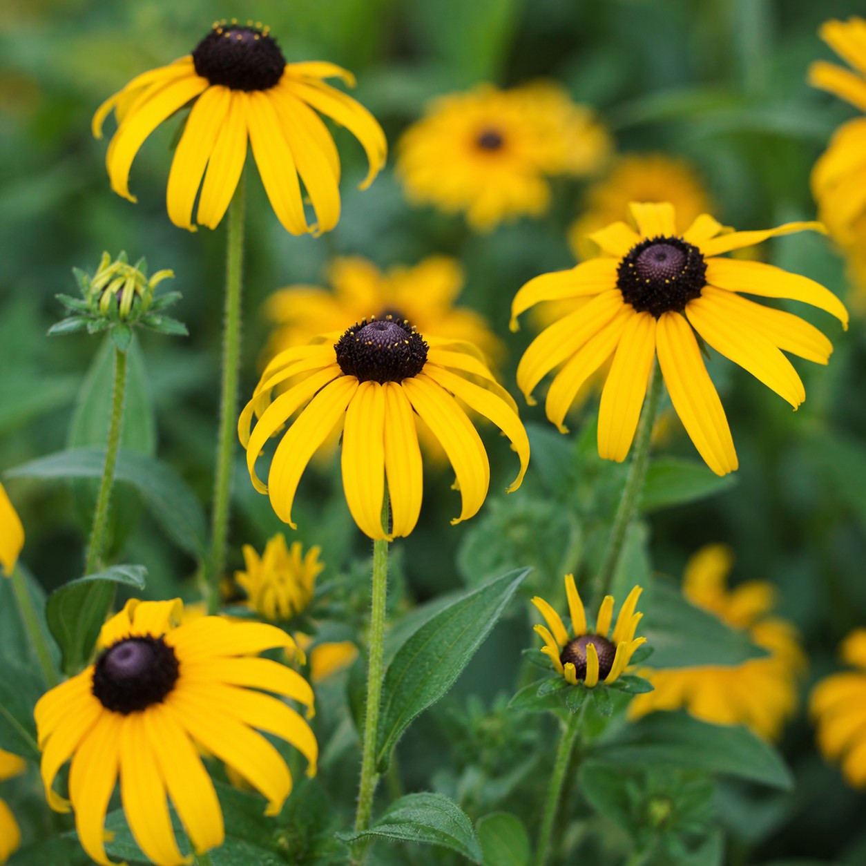 American Gold Rush Black-Eyed Susan