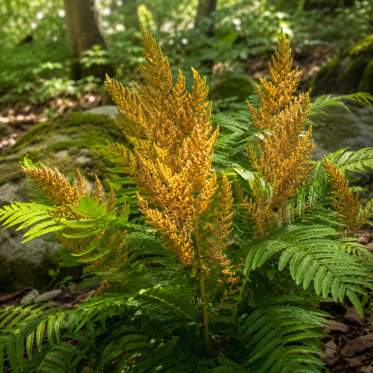 Almanac Planting Co: Close-up of American Royal Fern with rusty-gold fertile fronds rising among green compound foliage