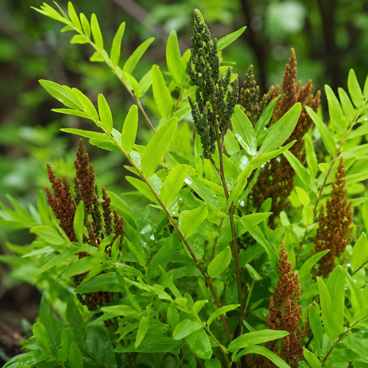 Almanac Planting Co: Close-up of American Royal Fern showing green leaflets with rusty-brown fertile frond tips