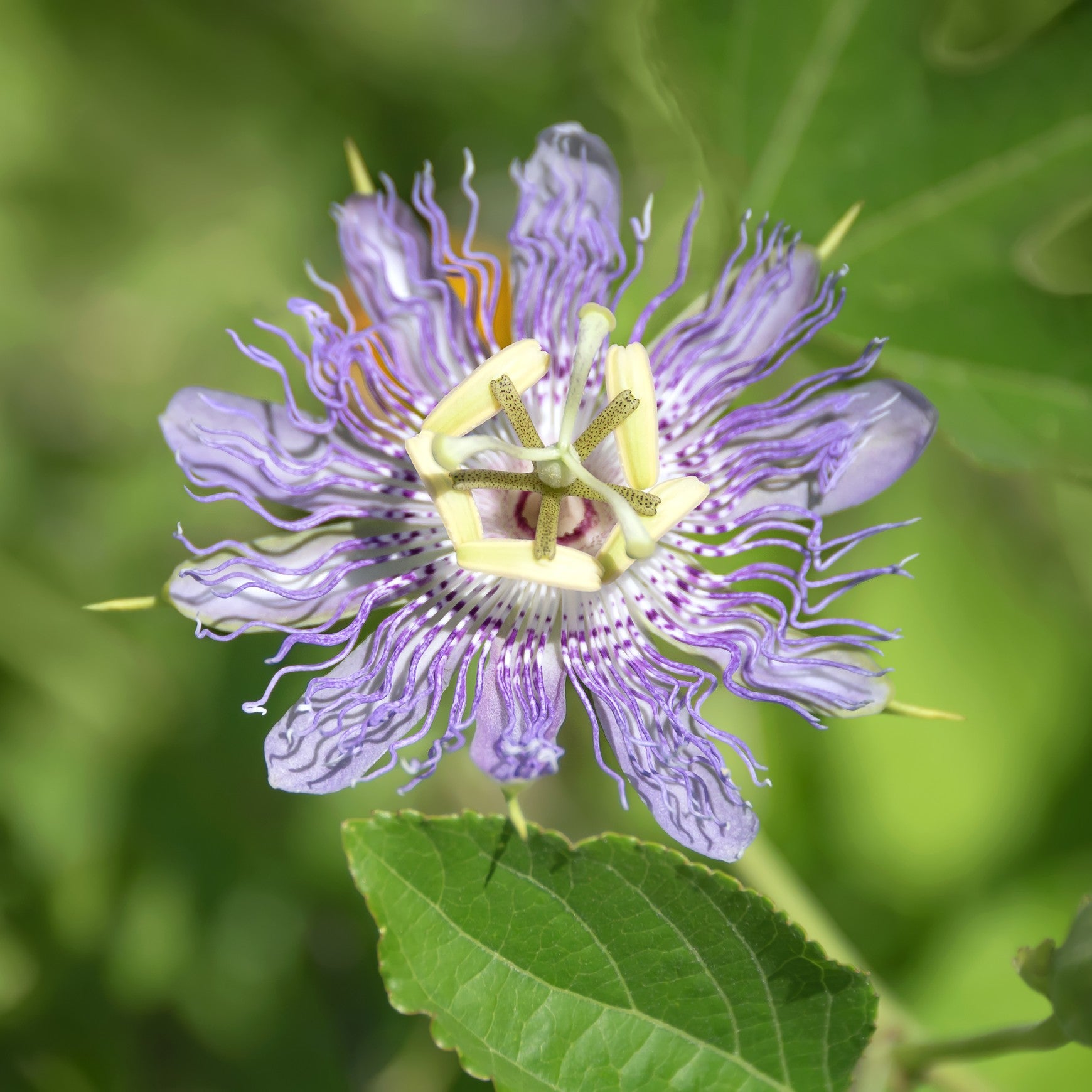 Ammon's Blue Passion Flower
