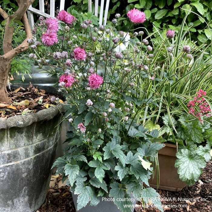 Almanac Planting Co: Anemone 'Puff Pink' (Anemone hupehensis) growing in a container, illustrating its adaptability and ornamental appeal for patio gardens, accented by other foliage plants in a serene garden corner.