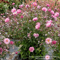 Almanac Planting Co: Lush display of Anemone 'Puff Pink' (Japanese Anemone) in a garden setting, featuring a profusion of fluffy pink flowers, suitable for adding vibrant color and dynamic texture to perennial borders.