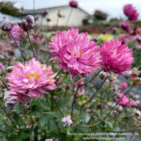 Almanac Planting Co: Anemone 'Puff Pink' (Windflower) in full bloom, displaying multiple blossoms with a soft pink hue against a blurred garden background, perfect for cottage gardens and late summer beauty.