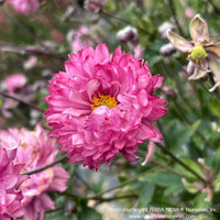 Almanac Planting Co: Close-up of Anemone 'Puff Pink' (Anemone hupehensis 'Puff Pink') showcasing its vibrant double pink flowers with layered petals and central golden stamens, ideal for fall garden splendor and pollinator attraction.