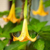 Almanac Planting Co: A single bloom of Angel's Trumpet (Brugmansia aurea) captured in detail, illustrating the plant's elegant form and the soft, pastel yellow of its petals, a mesmerizing choice for ornamental gardens.
