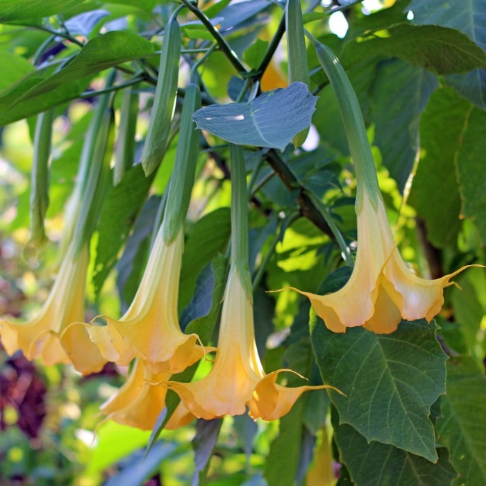 Almanac Planting Co: Close-up of the Angel's Trumpet (Brugmansia aurea) flowers, highlighting their unique trumpet shape and vibrant yellow color, perfect for a tropical-themed garden or as a striking container plant.