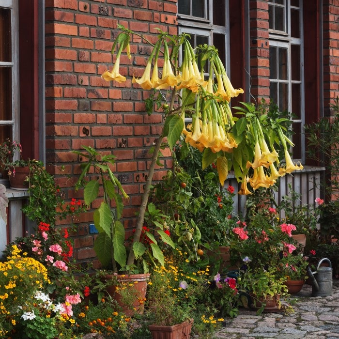  Almanac Planting Co: Angel's Trumpet (Brugmansia aurea) showcasing its stunning yellow blooms in a quaint garden setting, an eye-catching addition for any gardener aiming to create a dramatic focal point.
