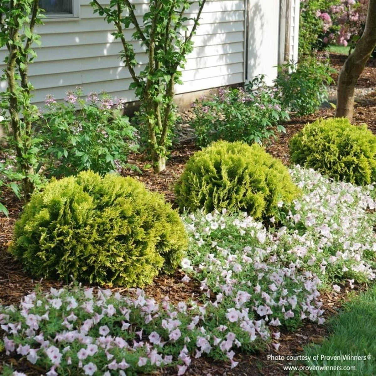 Almanac Planting Co: A row of yellow dwarf Anna's Magic Ball Arborvitae growing in a bed of flowers.