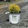 Almanac Planting Co Anna's Magic Ball Proven Winners Arborvitae growing in a grow pot.