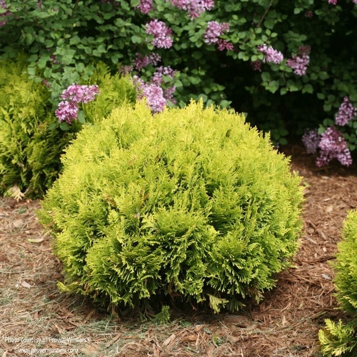 Almanac Planting Co: Anna's Magic Ball Arborvitae growing in a mulch bed. The arb is yellow and globe shaped.