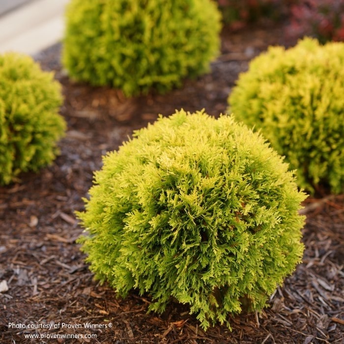 Almanac Planting Co: Anna's Magic Ball arborvitaes growing in a mulch bed. A cluster of four very dwarf, petite arbs.