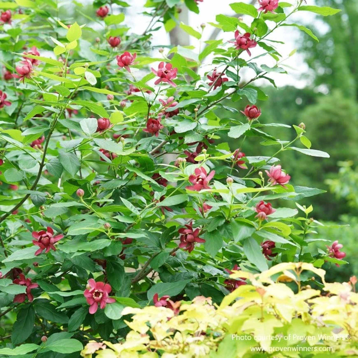 Almanac Planting Co: A vibrant stand of Aphrodite Sweetshrub, packed with large burgundy-red blossoms against dense green foliage. Known for its fruity fragrance and long bloom time, this standout shrub from Proven Winners® thrives in full sun to part shade.