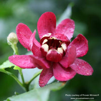 Almanac Planting Co: A close-up of a rain-kissed Aphrodite Sweetshrub flower from Proven Winners®, highlighting its glossy red petals and intricate inner structure. This detail showcases the unique magnolia-like form and tropical flair of Calycanthus ‘Aphrodite’.