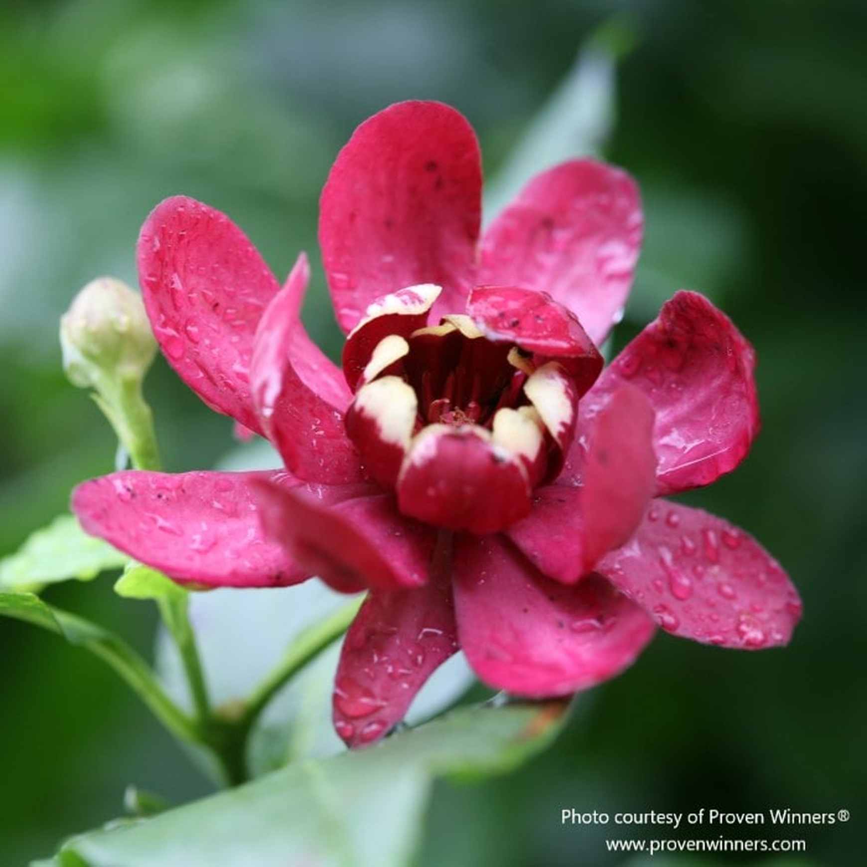 Almanac Planting Co: A close-up of a rain-kissed Aphrodite Sweetshrub flower from Proven Winners®, highlighting its glossy red petals and intricate inner structure. This detail showcases the unique magnolia-like form and tropical flair of Calycanthus ‘Aphrodite’.