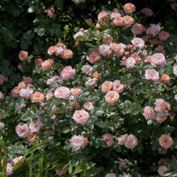 Apricot Drift® Rose
