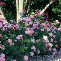Apricot Drift® Rose